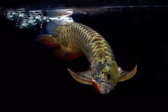 龍魚不吃食怎么治療好 龍魚不吃食怎么治療好 龍魚百科 第1張