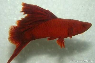 觀賞魚都有哪些品種（熱帶魚的種類及種類介紹） 觀賞魚都有哪些品種（熱帶魚的種類及種類介紹） 九鼎魚缸 第2張