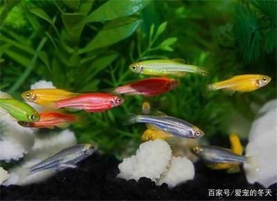 觀賞魚都有哪些品種（熱帶魚的種類及種類介紹） 觀賞魚都有哪些品種（熱帶魚的種類及種類介紹） 九鼎魚缸 第3張