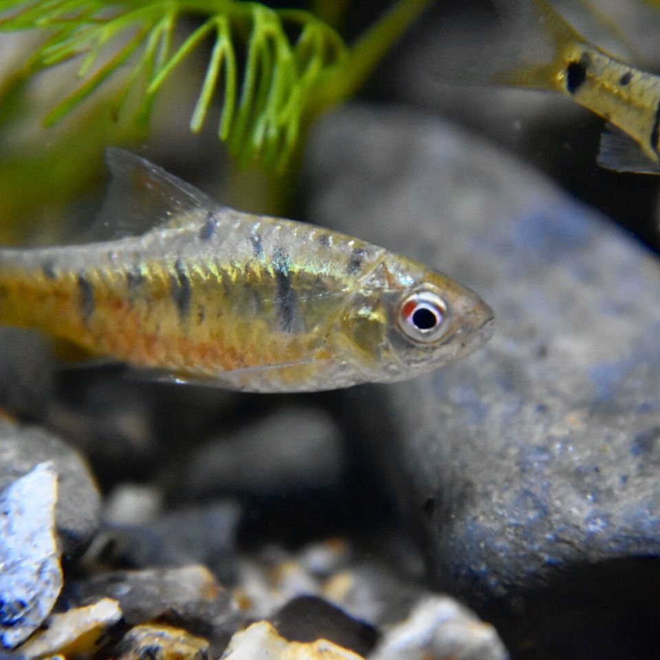 星點(diǎn)金龍魚(yú)最佳飼養(yǎng)密度是多少：星點(diǎn)金龍魚(yú)最佳飼養(yǎng)密度