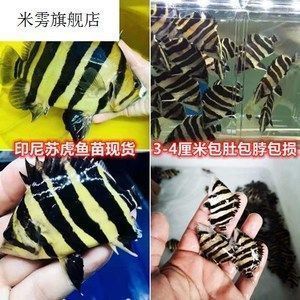 龍魚吃魚苗嗎vs祥龍魚場：龍魚會吃虎魚苗嗎