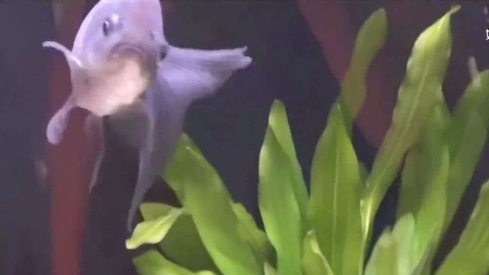 水族館賣金魚嗎：水族館賣金魚的詳細信息：水族館金魚常見疾病及防治