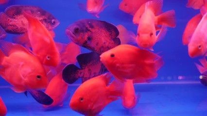 水族館賣金魚嗎：水族館賣金魚的詳細信息：水族館金魚常見疾病及防治