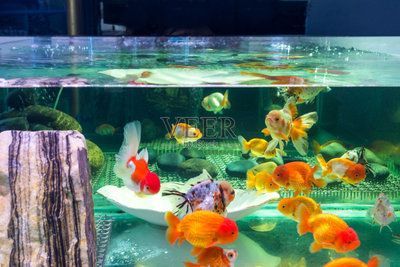 水族館賣金魚嗎：水族館賣金魚的詳細信息：水族館金魚常見疾病及防治