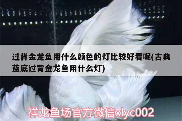 過背金龍魚用什么顏色的燈比較好看呢(古典藍底過背金龍魚用什么燈) 過背金龍魚用什么顏色的燈比較好看呢(古典藍底過背金龍魚用什么燈) 金龍魚百科