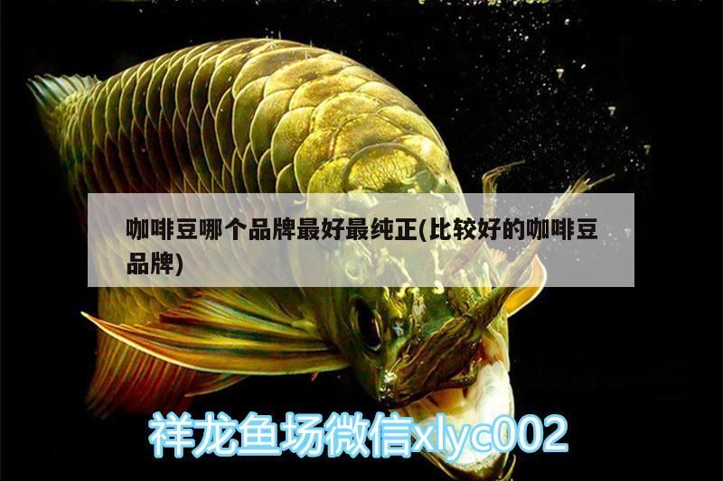 魚缸用增氧泵價(jià)格是多少:魚缸增氧機(jī)-xtrac增氧機(jī)-xtrac增氧機(jī) 咖啡豆哪個品牌最好最純正(比較好的咖啡豆品牌) 馬來西亞咖啡 咖啡豆哪個品牌最好最純正(比較好的咖啡豆品牌) 咖啡豆哪個品牌最好最純正(比較好的咖啡豆品牌) 馬來西亞咖啡