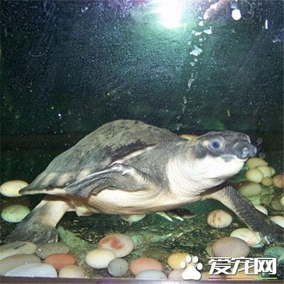 豬鼻龜有幾個品種圖片：豬鼻龜、大頭馬來龜、大頭馬來龜、安南龜、大頭馬來龜、安南龜