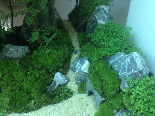 過背金龍魚能吃嗎有毒嗎：過背金龍魚可以吃嗎