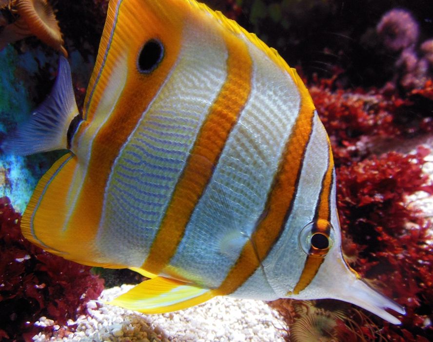 平頂山市衛東區海闊水族店 全國水族館企業名錄 第2張 平頂山市衛東區海闊水族店 平頂山市衛東區海闊水族店 全國水族館企業名錄 第2張