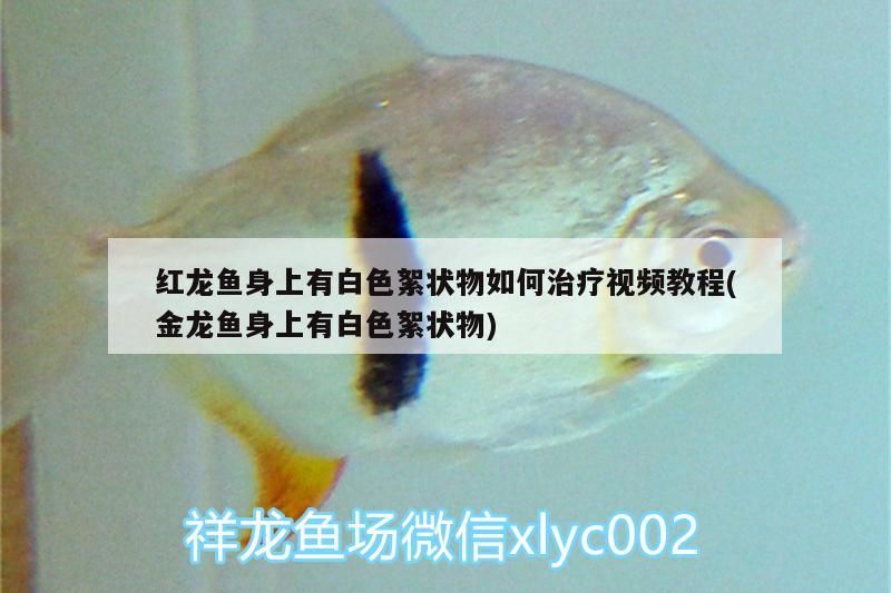 純金色金龍魚多少錢：金色龍魚多少錢一條