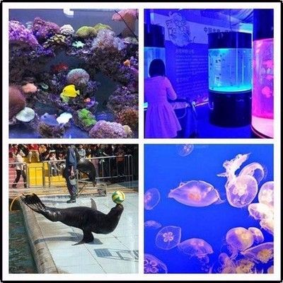 50的魚缸能養幾條蝴蝶鯉：1.2米以上的魚缸可以養5-8條蝴蝶鯉嗎