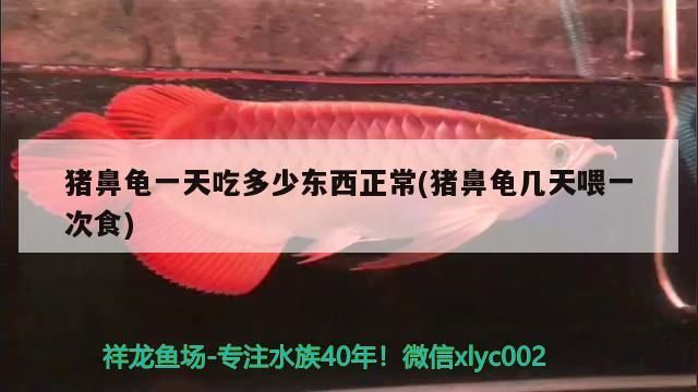 豬鼻龜一天吃多少東西正常(豬鼻龜幾天喂一次食)