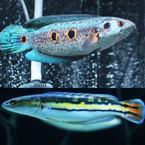 最好的超白魚缸玻璃叫什么（最好的超白魚缸玻璃叫什么名字）