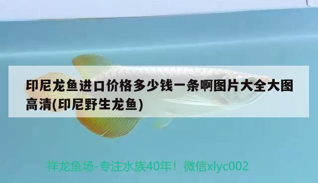 西安龍魚批發(fā)市場在哪個位置（西安龍魚價格） 西安龍魚批發(fā)市場在哪個位置（西安龍魚價格） 可麗愛魚缸 第1張