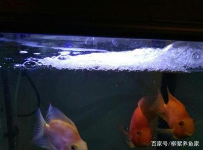 小型魚缸怎么造景好看又簡單(小型魚缸如何造景)