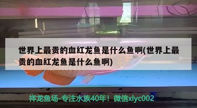 最貴的血紅龍魚是什么魚：世界上最貴的血紅龍魚——血紅龍魚 最貴的血紅龍魚是什么魚：世界上最貴的血紅龍魚——血紅龍魚 紅龍魚百科 第2張