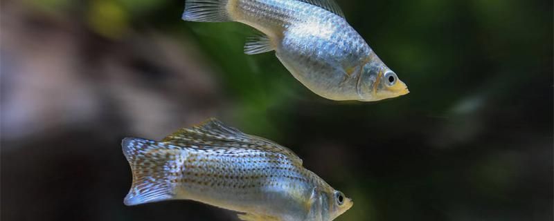 龍魚水流循環速度vs祥龍魚場：祥龍魚場的水質管理方法
