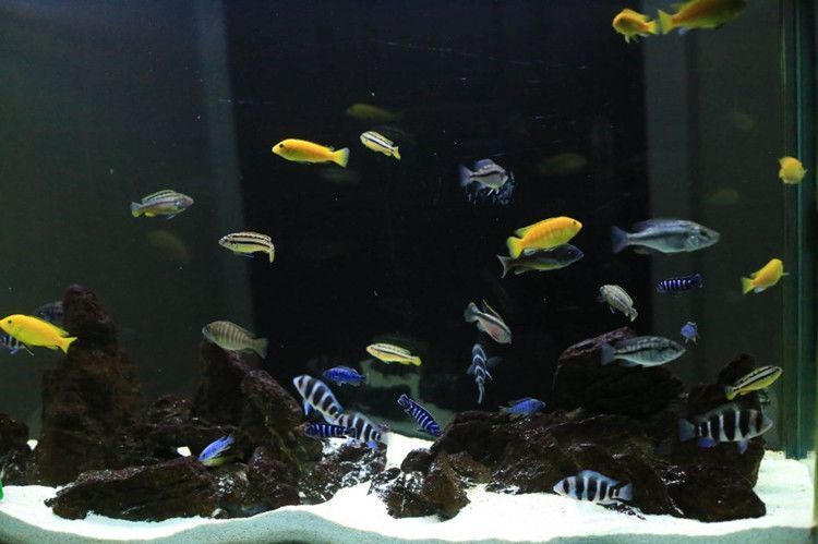 90厘米的魚缸適合養什么魚：90厘米的魚缸可以根據魚的大小和習性選擇合適的魚類進行飼養