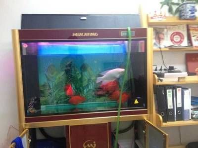 90厘米的魚缸適合養什么魚：90厘米的魚缸可以根據魚的大小和習性選擇合適的魚類進行飼養