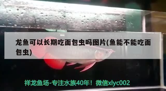 龍魚可以長期吃面包蟲嗎圖片(魚能不能吃面包蟲) 龍魚可以長期吃面包蟲嗎圖片(魚能不能吃面包蟲) 金龍魚百科