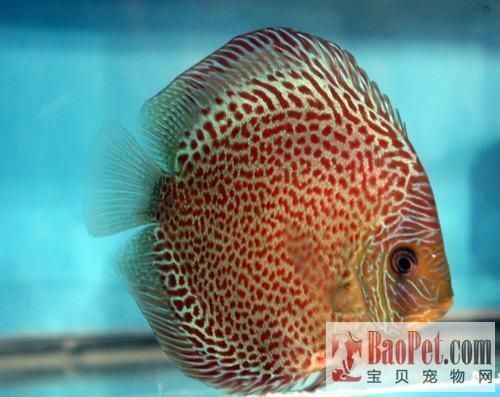 金龍魚常見疾病的預(yù)防方法：金龍魚養(yǎng)殖過程中可能會(huì)遭遇各種疾病