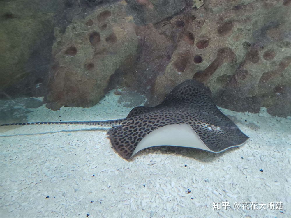 魟魚尾刺發白：魟魚尾刺發白可能是由于以下幾個原因引起的