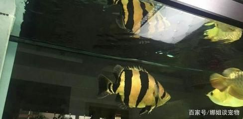 虎魚水溫25度左右可以嗎：虎魚對水溫有一定的要求