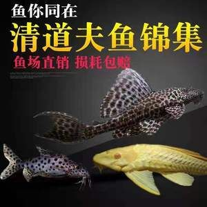 正紅眼和酒紅眼白子魟魚哪個好：正紅眼和酒紅眼白子魟魚哪個更好 正紅眼和酒紅眼白子魟魚哪個好：正紅眼和酒紅眼白子魟魚哪個更好 魟魚百科 第3張
