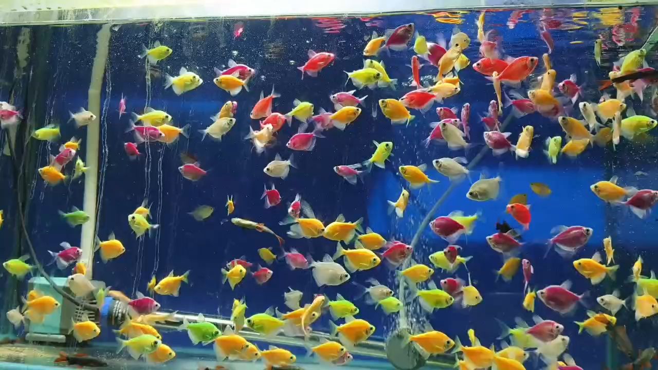 養魚人 養魚人 龍魚論壇