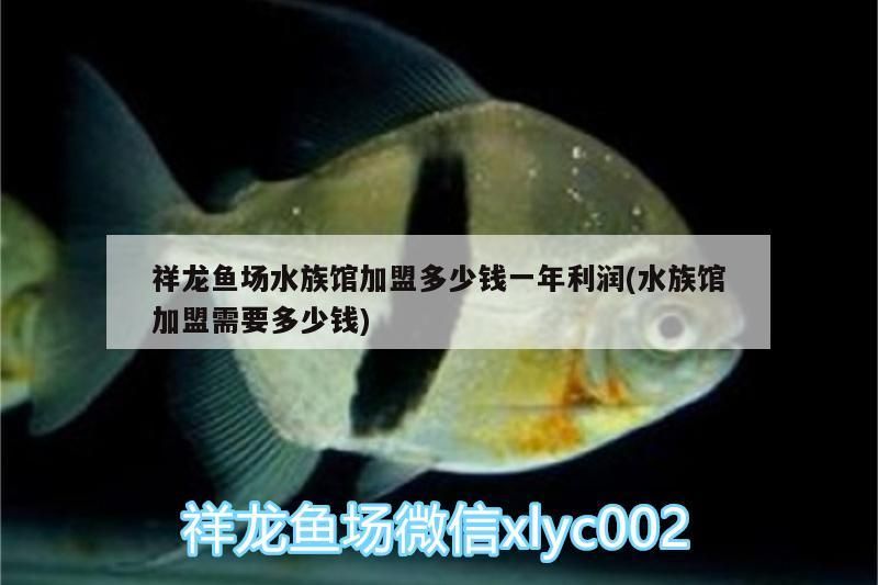 祥龍魚場水族館加盟多少錢一年利潤(水族館加盟需要多少錢) 祥龍魚場水族館加盟多少錢一年利潤(水族館加盟需要多少錢) vs祥龍魚場