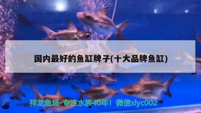國內最好的魚缸牌子(十大品牌魚缸)