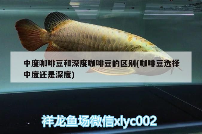 中度咖啡豆和深度咖啡豆的區別(咖啡豆選擇中度還是深度)