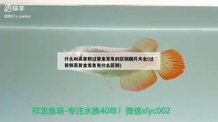 高背金龍魚和過背金龍魚的區(qū)別圖片：高背金龍魚和過背金龍魚的區(qū)別