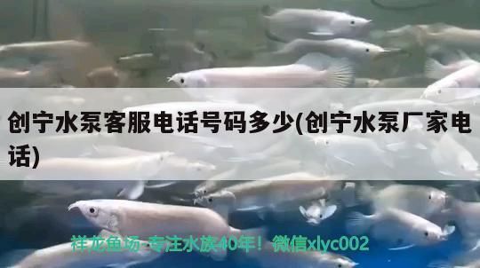 魚缸用增氧泵價格是多少:魚缸增氧機-xtrac增氧機-xtrac增氧機 創寧水泵客服電話號碼多少(創寧水泵廠家電話) 創寧水族 創寧水泵客服電話號碼多少(創寧水泵廠家電話) 創寧水泵客服電話號碼多少(創寧水泵廠家電話) 創寧水族