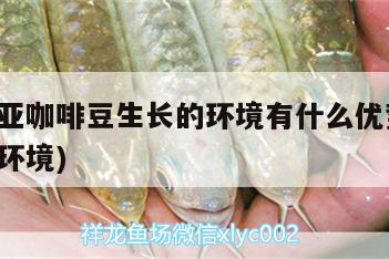 馬來西亞咖啡豆生長的環境有什么優勢(咖啡豆種植環境)