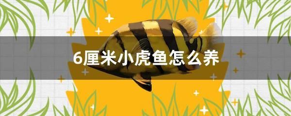 小虎魚能長多大：小虎魚的生長潛力 小虎魚能長多大：小虎魚的生長潛力 虎魚百科