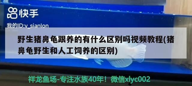 魚缸過濾器選購指南:自制魚缸過濾器魚缸上置過濾器對于養魚愛好者的必備知識 野生豬鼻龜跟養的有什么區別嗎視頻教程(豬鼻龜野生和人工飼養的區別) 豬鼻龜百科 野生豬鼻龜跟養的有什么區別嗎視頻教程(豬鼻龜野生和人工飼養的區別) 野生豬鼻龜跟養的有什么區別嗎視頻教程(豬鼻龜野生和人工飼養的區別) 豬鼻龜百科