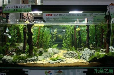 40魚缸造景圖：40cm魚缸造景圖示