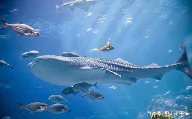 水族館里有什么?:水族館是展示和保護水中生物的場所 水族館百科(水族館加盟) 第4張 水族館里有什么?:水族館是展示和保護水中生物的場所 水族館里有什么?:水族館是展示和保護水中生物的場所 水族館百科(水族館加盟) 第4張