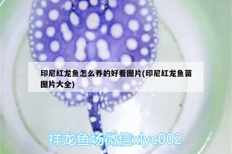 福龍 印尼紅龍魚怎么養的好看圖片(印尼紅龍魚苗圖片大全) 紅龍魚百科 印尼紅龍魚怎么養的好看圖片(印尼紅龍魚苗圖片大全) 印尼紅龍魚怎么養的好看圖片(印尼紅龍魚苗圖片大全) 紅龍魚百科