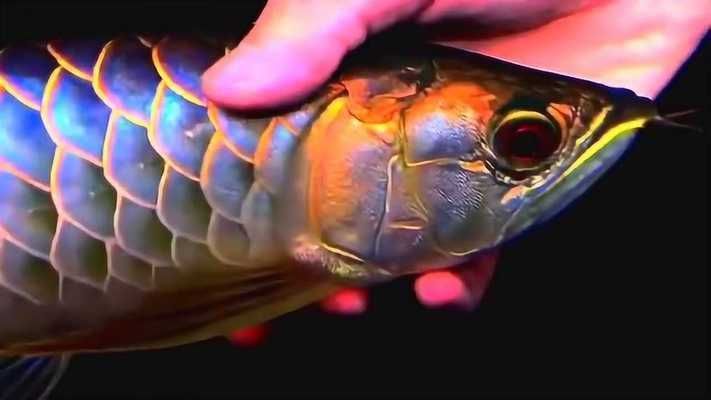 過背金龍魚用什么背景好看圖片：過背金龍魚用什么背景好看