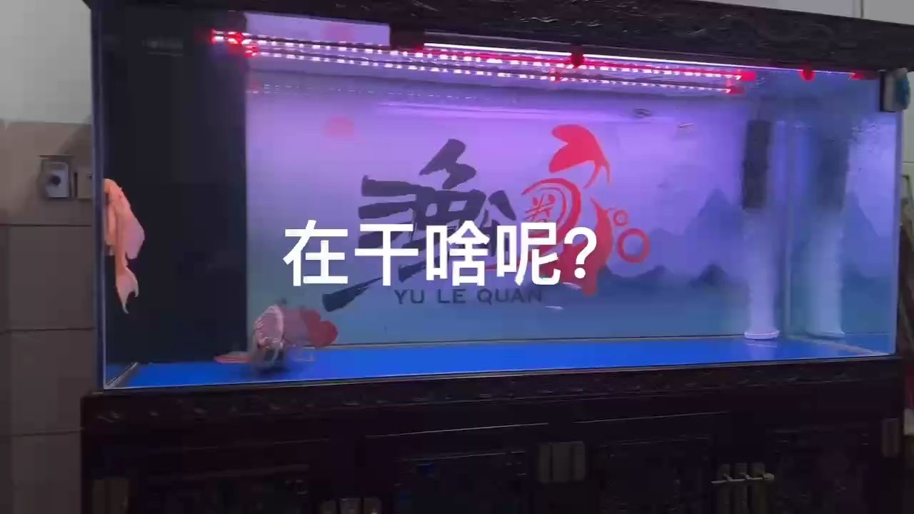 配對(duì)嗎，
