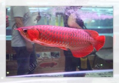 紅龍魚配魚用什么最好：紅龍魚與飛鳳魚混養水質要求，紅龍魚混養色彩搭配技巧 紅龍魚配魚用什么最好：紅龍魚與飛鳳魚混養水質要求，紅龍魚混養色彩搭配技巧 紅龍魚百科 第3張