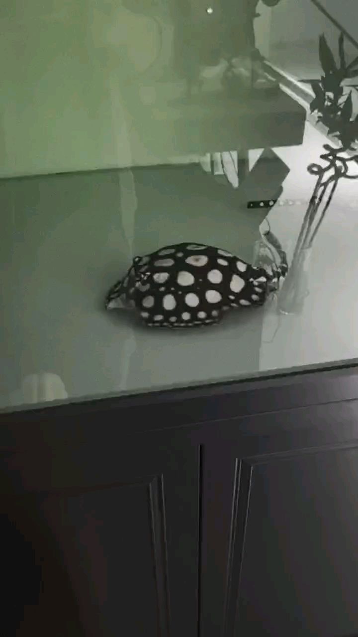 愛的魔力轉圈圈 愛的魔力轉圈圈 龍魚論壇