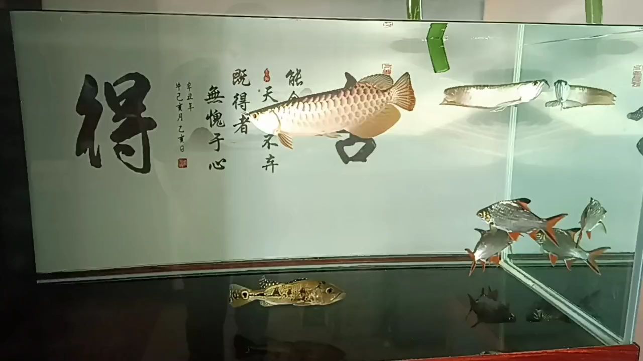 小金到家第83天