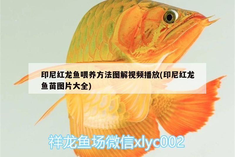 印尼紅龍魚喂養方法圖解視頻播放(印尼紅龍魚苗圖片大全) 印尼紅龍魚喂養方法圖解視頻播放(印尼紅龍魚苗圖片大全) 紅龍魚百科