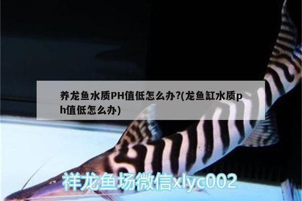 龍魚缸水質ph值低怎么辦，龍魚缸水質ph值過低怎么辦