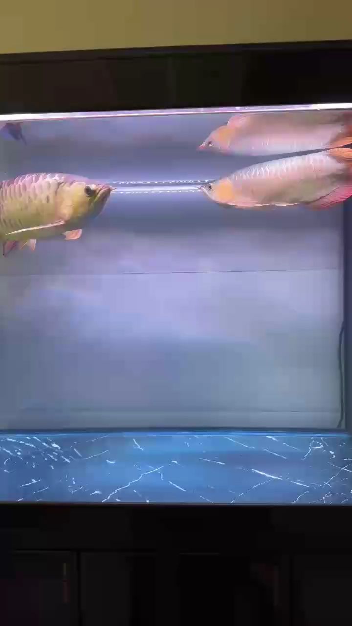 金魚自愈期間需要喂食嗎（如何判斷金魚是否恢復(fù)健康,金魚自愈期間需要保持水質(zhì)清潔嗎）