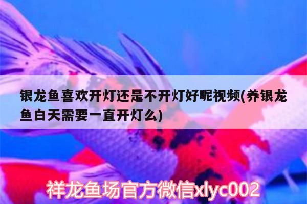 銀龍魚喜歡開燈還是不開燈好呢視頻(養銀龍魚白天需要一直開燈么) 銀龍魚喜歡開燈還是不開燈好呢視頻(養銀龍魚白天需要一直開燈么) 銀龍魚百科