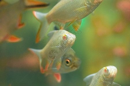 水族館的名字大全圖片（全球著名水族館介紹：水族館名字大全及其特點） 水族館的名字大全圖片（全球著名水族館介紹：水族館名字大全及其特點） 水族館百科（水族館加盟） 第2張